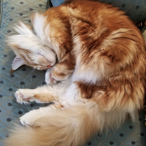 Naps are good! π¦ Foxy knows best π¦ - Picture 8 of 16